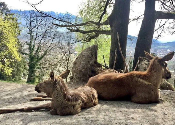 Apartment Appartmenthaus Birkenwald